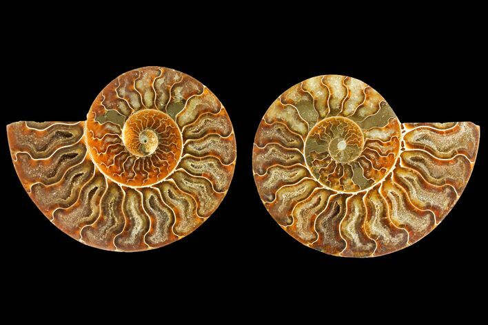 Agatized Ammonite Fossil - Crystal Lined Chambers #139735